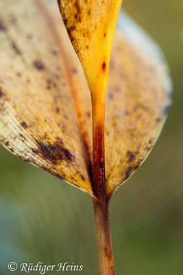 Convallaria majalis (Maiglöckchen), 28.10.2021
