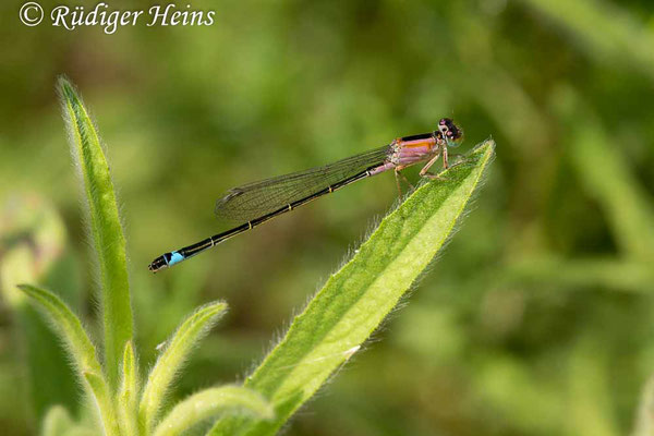 Ischnura genei (Insel-Pechlibelle) Weibchen, 24.6.2018