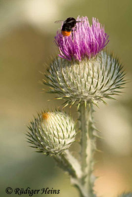 Onopordum acanthium (Gewöhnliche Eselsdistel), 17.7.2019