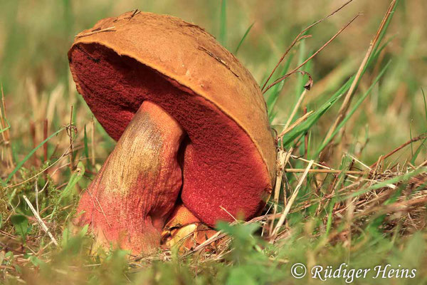 Neoboletus erythropus (Flockenstieliger Hexen-Röhrling), 23.10.2024 (Stack aus 35 Aufnahmen)