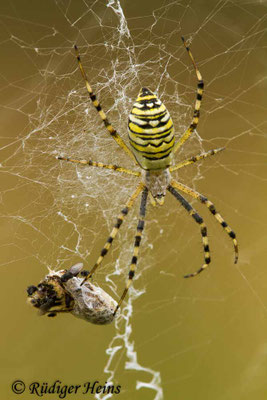 Argiope bruennichi (Zebraspinne, Wespenspinne)