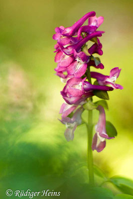 Corydalis cava (Hohler Lerchensporn), 28.3.2016