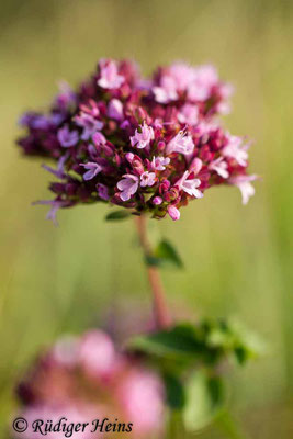 Origanum vulgare (Echter Dost), 20.9.2018