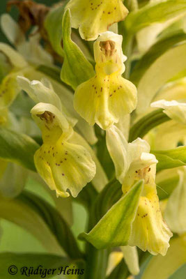 Dactylorhiza sambucina (Holunder-Fingerwurz), 5.6.2014