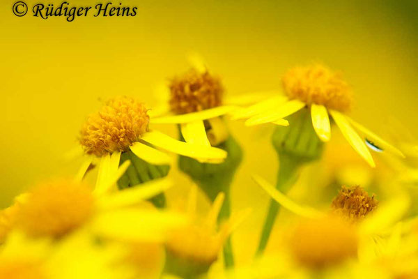 Senecio jacobaea (Jakobs-Greiskraut)