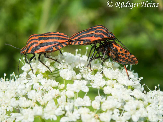 Graphosoma lineatum (Streifenwanze)