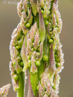 Asparagus officinalis (Weißer Spargel), 5.6.2010