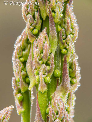 Asparagus officinalis (Weißer Spargel)
