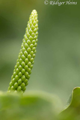 Breitwegerich (Plantago major), 29.6.2025 - Makroobjektiv 100mm f/2.8