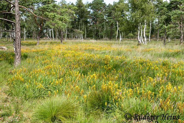 Narthecium ossifragum (Moorlilie, Beinbrech) Habitat, 29.7.2020