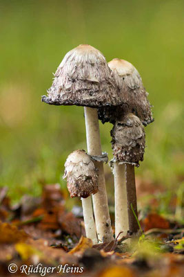 Coprinus comatus (Schopf-Tintling), 28.10.2023