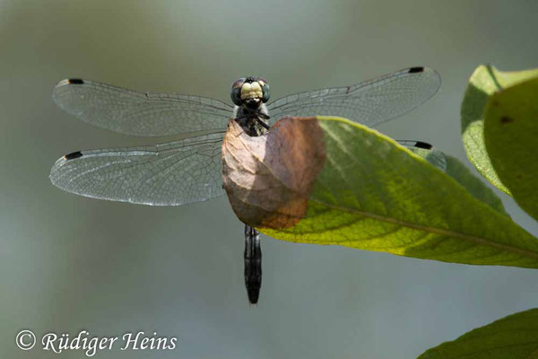 Östliche Moosjungfer (Leucorrhinia albifrons) Weibchen, 4.8.2022 - Makroobjektiv 180mm f/3.5