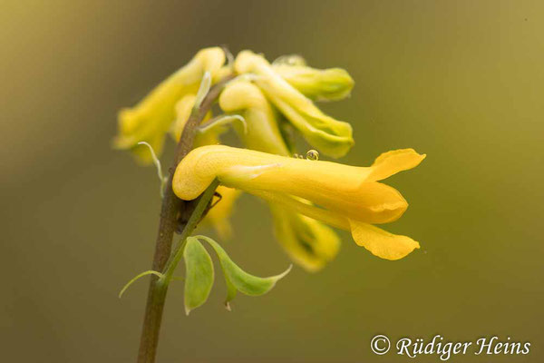 Pseudofumaria lutea (Gelber Lerchensporn), 14.10.2020