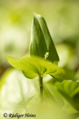 Maianthemum bifolium (Zweiblättrige Schattenblume), 25.4.2022