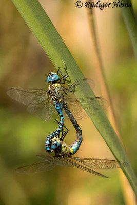 Aeshna affinis, Südliche Mosaikjungfer, Paarung