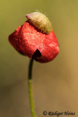 Papaver argemone, Sand-Mohn