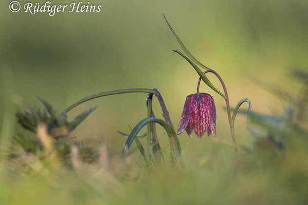 Fritillaria meleagris (Schachblume), 27.4.2021