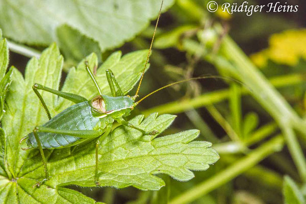 Isophya kraussii (Gemeine Plumpschrecke) Männchen