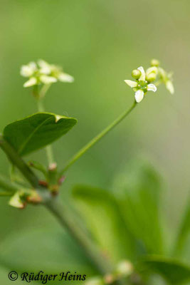 Euonymus europaeus (Europäisches Pfaffenhütchen), 17.5.2019