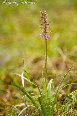 Gymnadenia conopsea (Mücken-Händelwurz), 16.6.2012