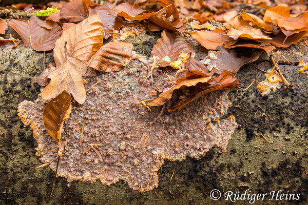 Phlebia radiata (Orangeroter Kammpilz), 15.11.2024
