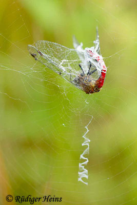 Sympetrum sanguineum (Blutrote Heidelibelle) Männchen im Spinnennetz, 22.7.2016