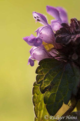 Lamium purpureum (Purpurrote Taubnessel), 29.3.2021