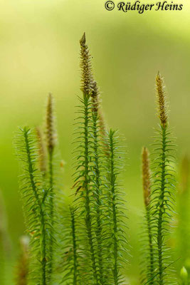 Lycopodium annotinum (Sprossender Bärlapp), 2.6.2014