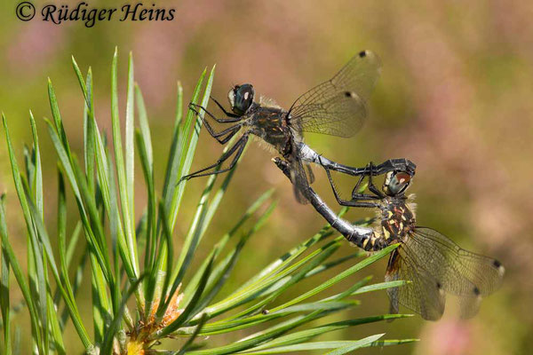 Leucorrhinia albifrons (Östliche Moosjungfer) Paarung, 19.7.2022