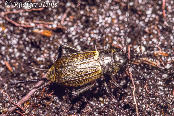 Gryllus campestris (Feldgrille) Weibchen, 29.5.1988 (Scan vom Dia)