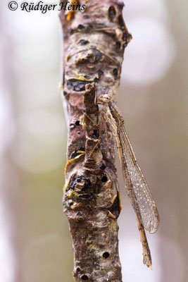 Ein Weibchen im Regen, 22.2.2024 - Makroobjektiv 100mm f/2.8