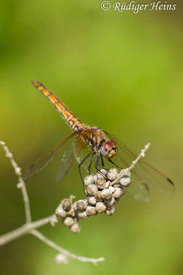 Trithemis annulata (Violetter Sonnenzeiger) Weibchen, 16.5.2015