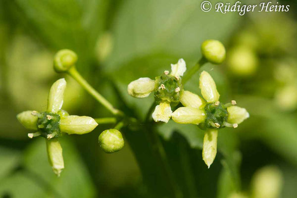 Euonymus europaeus (Europäisches Pfaffenhütchen), 1.6.2020