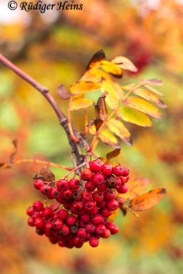 Sorbus aucuparia (Vogelbeere oder Eberesche), 13.10.2019