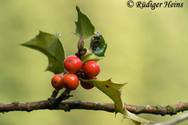 Ilex aquifolium (Europäische Stechpalme), 15.9.2018