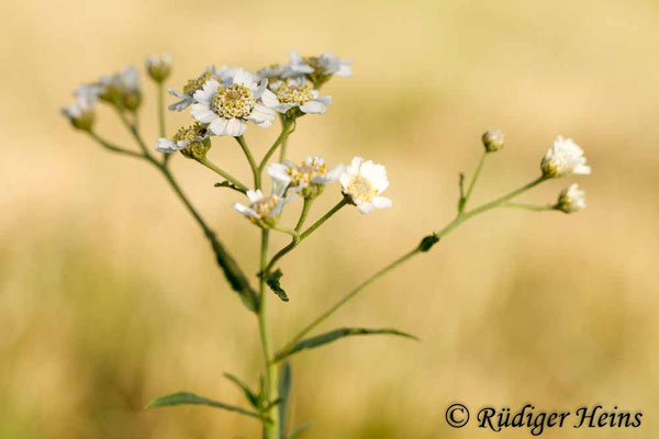 Achillea ptarmica (Sumpf-Schafgarbe)