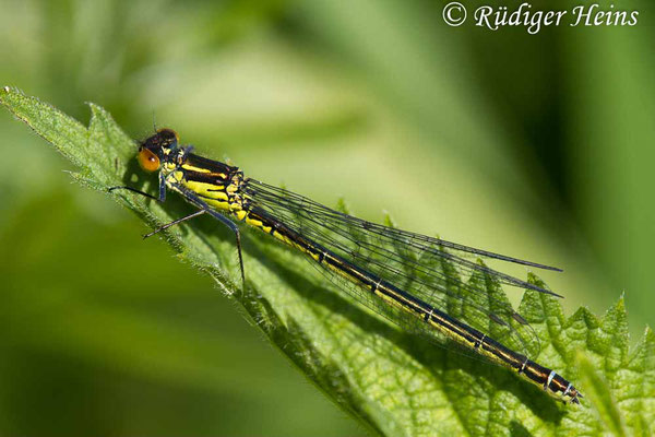 Erythromma najas (Großes Granatauge) Weibchen, 23.5.2019