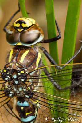 Aeshna juncea, Torf-Mosaikjungfer, Männchen