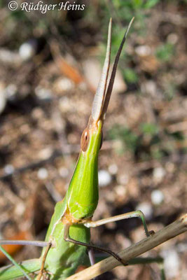 Acrida ungarica (Gewöhnliche Nasenschrecke) Weibchen