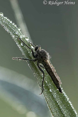 Philonicus albiceps (Sand-Raubfliege) Weibchen