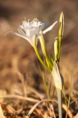 Pancratium maritimum (Dünen-Trichternarzisse oder Strandlilie)