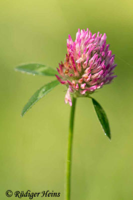Trifolium pratense (Wiesenklee)