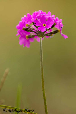 Primula farinosa (Mehlprimel), 30.5.2014