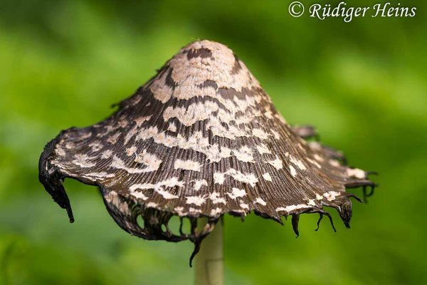 Coprinopsis picacea (Specht-Tintling), 4.10.2020