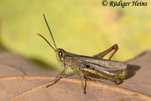 Chorthippus dorsatus (Wiesengrashüpfer) Männchen, 9.10.2017