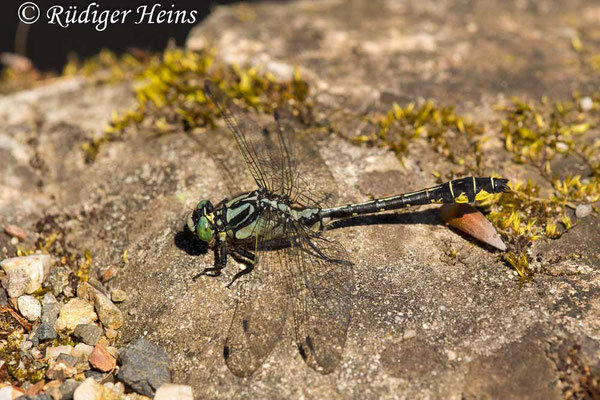 Gomphus vulgatissimus (Gemeine Keiljungfer) Männchen, 9.6.2019