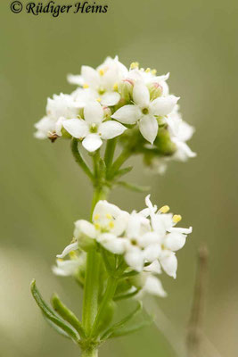 Galium harcynicum (Harzer Labkraut), 12.6.2020