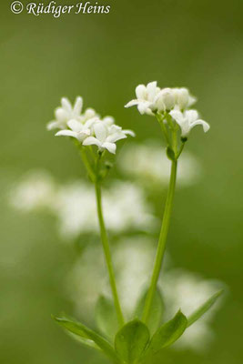 Galium odoratum (Waldmeister), 27.5.2021