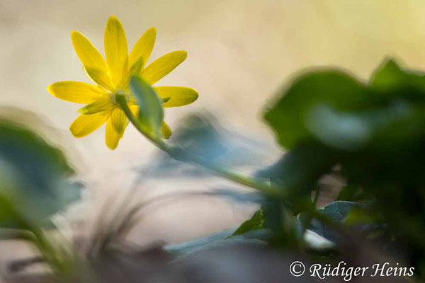 Ranunculus ficaria (Scharbockskraut), 31.3.2021