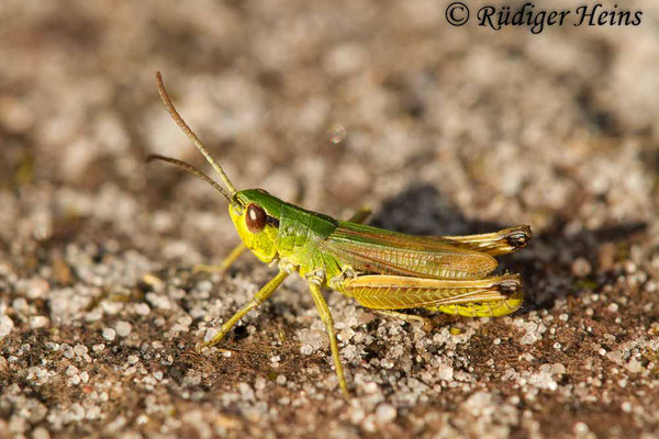 Pseudochorthippus parallelus (Gemeiner Grashüpfer) Männchen, 2.9.2017